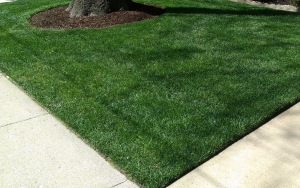 Promoting a healthy turf via aeration and overseeding on a regular schedule gives rise to lush, green lawn. 
